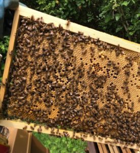 Pour les apiculteurs